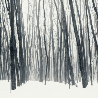 Сумрачный лес