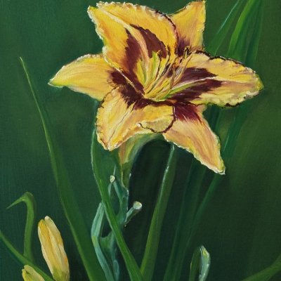 Daylily in the garden