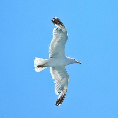 Soaring gull