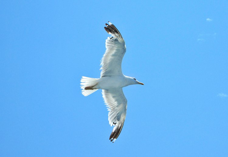 Soaring gull