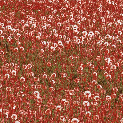 Dandelions