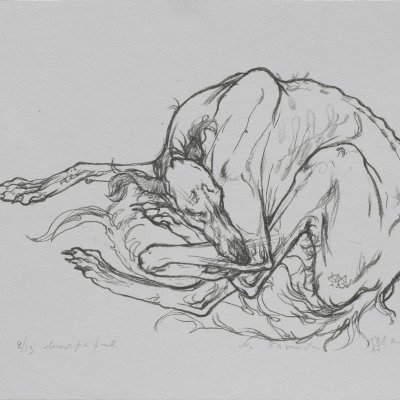 Sleeping greyhound