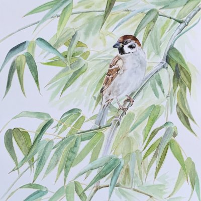 Sparrow in the branches