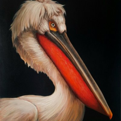 Pelecanus Naraulanikus