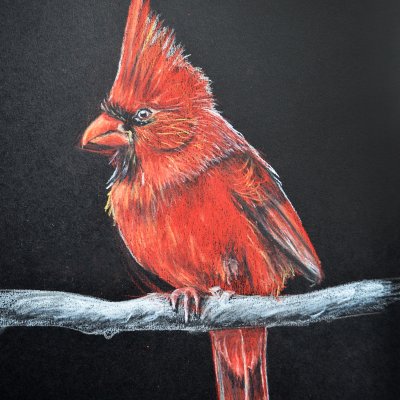 Вымирающий красный кардинал