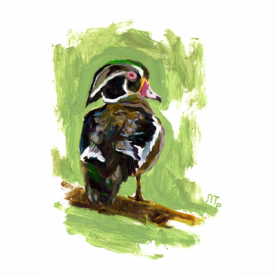 Carolina duck