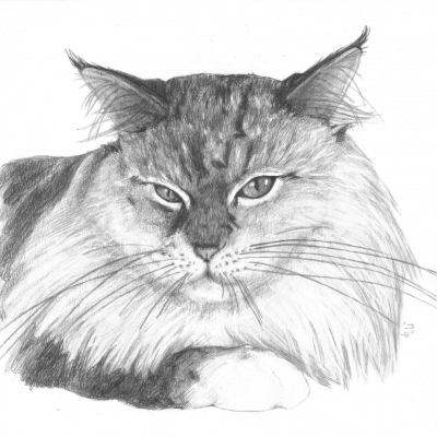 Ruffled cat