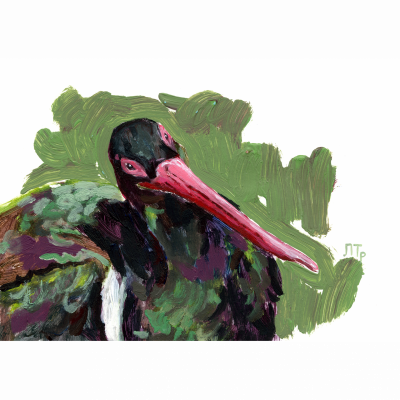 Black stork