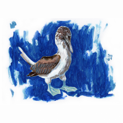 Blue-footed gannet