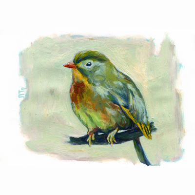 Chinese nightingale