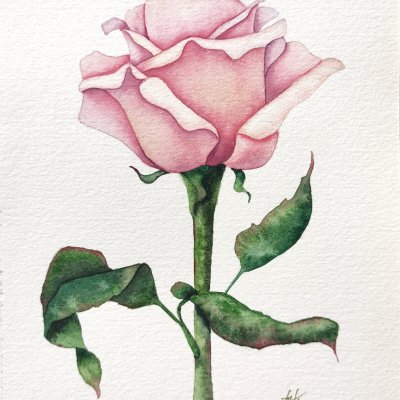 Delicate rose