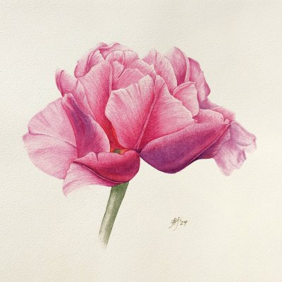 Tulip