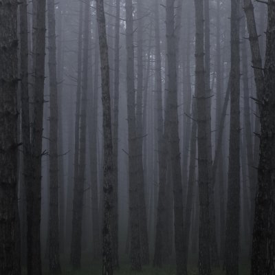 Туман у цёмным лесе