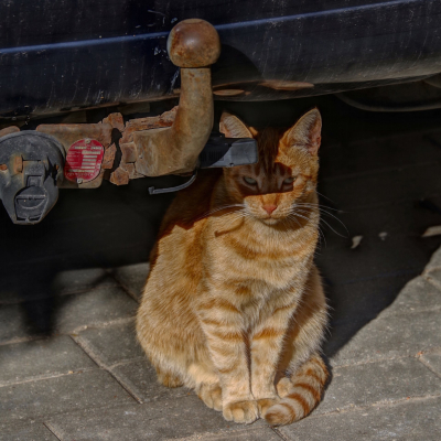 Ginger Cat