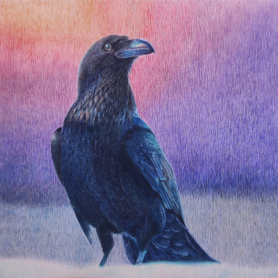 Corvus
