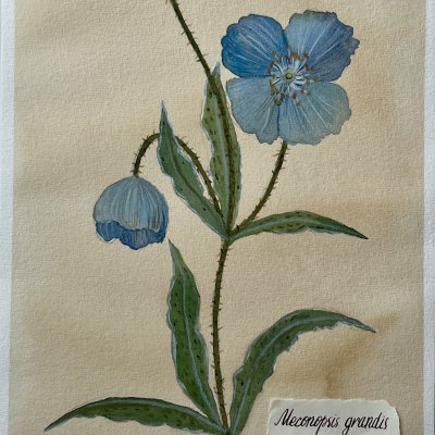 Гималайский мак