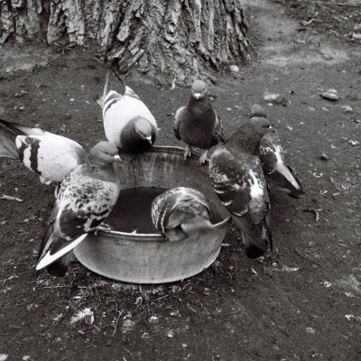 Wandering pigeons