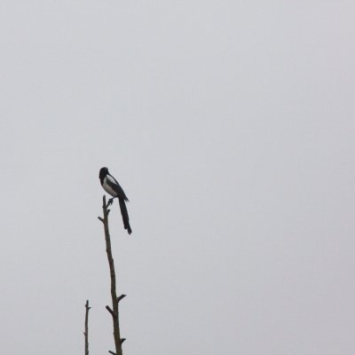 alone in the field
