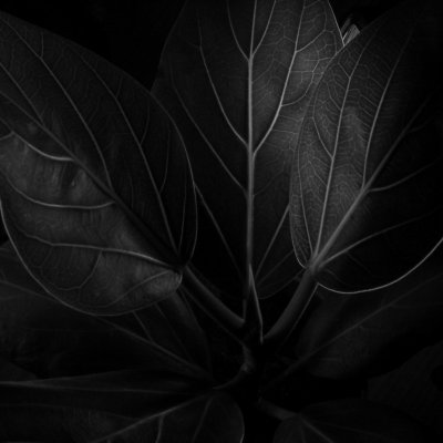 His Majesty Ficus
