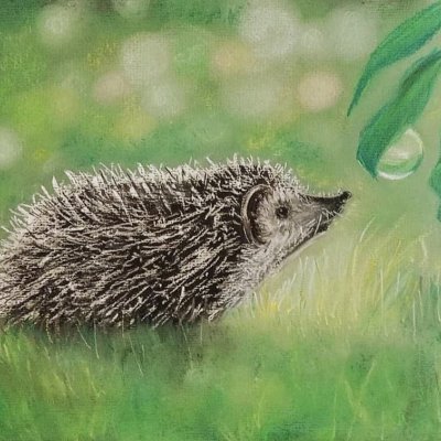 Hedgehog in summer grass