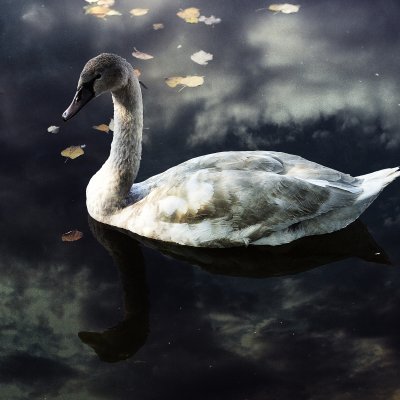 The Young Swan