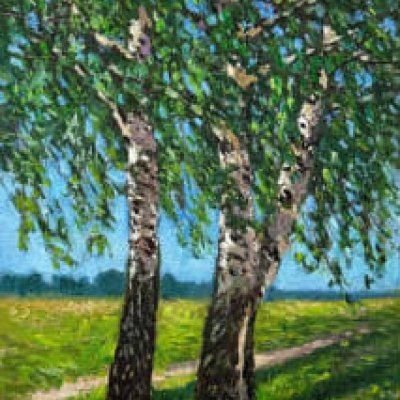 Three birch trees