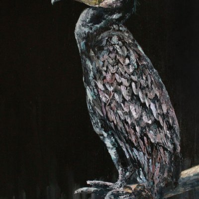 Grand Cormorant