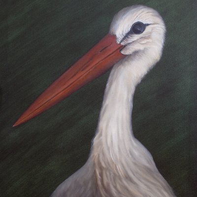 Stork portrait