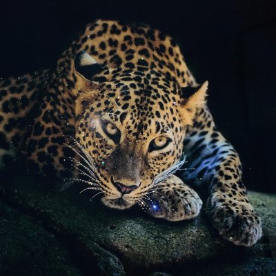 Картина со стразами Swarovski Леопард