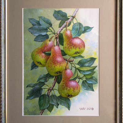 Mature pears