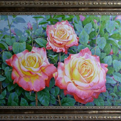 Roses are blooming