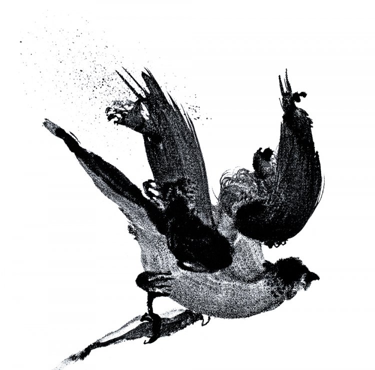 Bird (1)