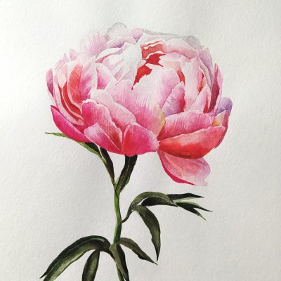 Pink peony