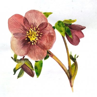 Hellebore