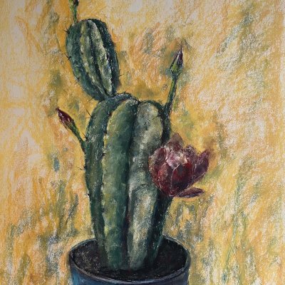 Red Flower Cactus
