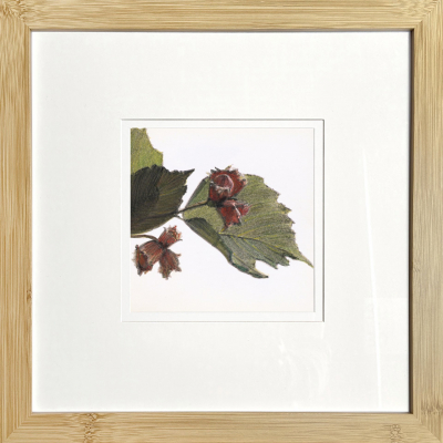 Hazelnuts are ripening. From the “Floral Miniatures” series