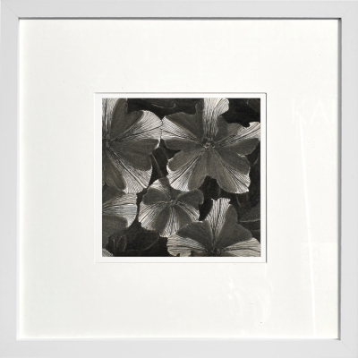 Petunia is blooming. Graphic miniature from the “Floral Miniatures” series