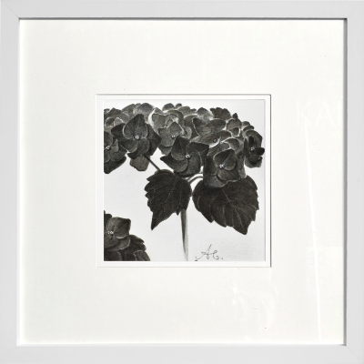 Hydrangea branch