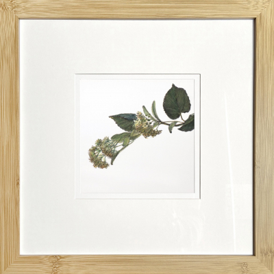The linden tree is blooming. From the “Floral Miniatures” series