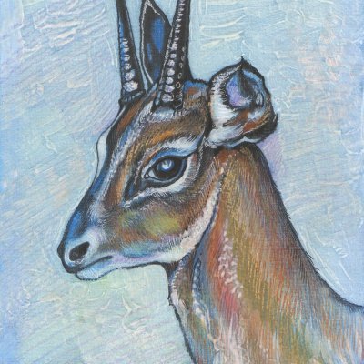 Antelope. Portrait