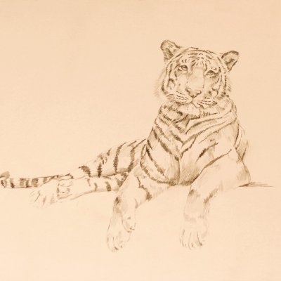 A tigress
