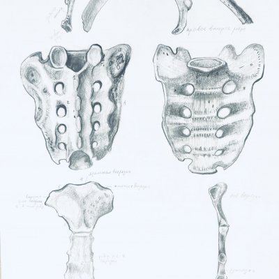 Sacrum