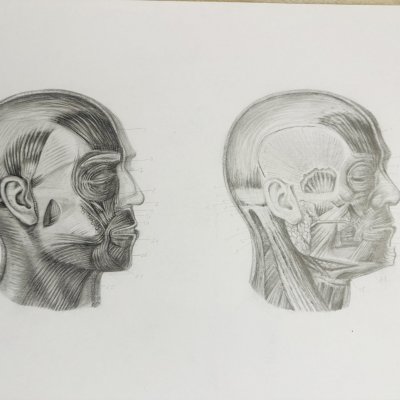 Facial muscles