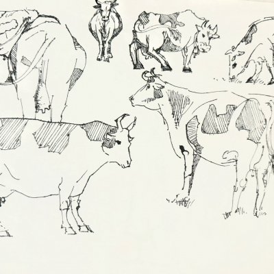 cows