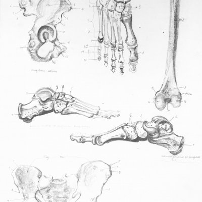 Foot and pelvic bones