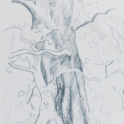 Зарисовка дерева