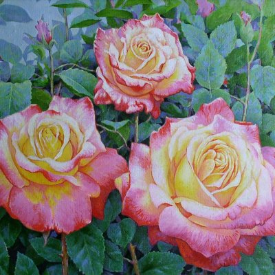 Roses are blooming