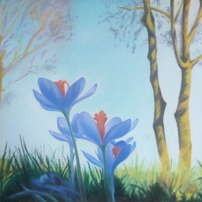 Spring, blooming crocuses