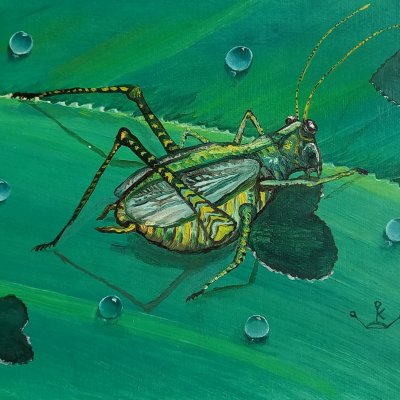 Grasshopper heartthrob
