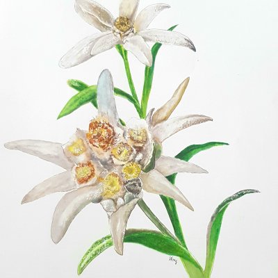 Edelweiss